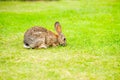 A rabbit grazing in the grass Royalty Free Stock Photo