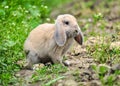 Rabbit in green grass
