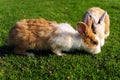 Rabbit in a green grass Royalty Free Stock Photo