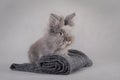 Rabbit at grey background Royalty Free Stock Photo