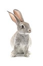 Rabbit Royalty Free Stock Photo