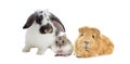 Rabbit and the hamster and guinea pig Royalty Free Stock Photo