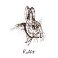 Rabbit hare face close up detail, hand drawn gravure style, vector sketch illustration