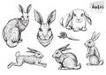 Rabbit and hare hand drawn vector illustrations.