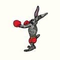 Rabbit hare in red boxing gloves standing ready to hit, hand drawn doodle vintage style, vector illustration Royalty Free Stock Photo