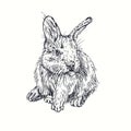 Rabbit hare sitting front view. Ink black and white doodle drawing