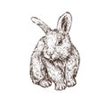 Rabbit hare sitting, hand drawn gravure style, vector sketch illustration