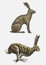 Rabbit or hare sitting and running hand drawn, engraved wild animals in vintage or retro style, zoology set european Royalty Free Stock Photo