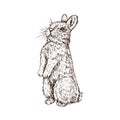 Rabbit hare standing, hand drawn gravure style, vector sketch illustration