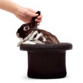 Rabbit in a hat Royalty Free Stock Photo