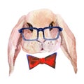 Rabbit head in glasses