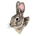 Rabbit head grey sketch vector