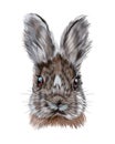 Rabbit head portrait, hare from multicolored paints. Splash of watercolor, colored drawing, realistic