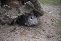 Rabbit in his hole in a zoo showing conceptual ideas of risk, chance, decision, hesitation, fear, explore, and inspection