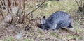 Rabbit in rabbit hole Royalty Free Stock Photo