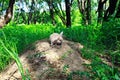 Rabbit home for a walk in the city Park