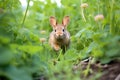 rabbit hopping in a peaceful clover patch