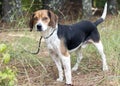 Rabbit hunting Beagle hound dog with floppy ears