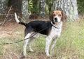 Rabbit hunting Beagle hound dog with floppy ears