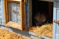 Rabbit in hutch Royalty Free Stock Photo