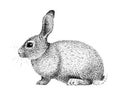 Rabbit illustration old lithography style hand drawn Royalty Free Stock Photo