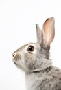 Rabbit isolated background mammal easter hare domestic white background young bunny animal small Royalty Free Stock Photo