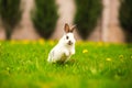 Rabbit jumping on the green grass Easter bunny