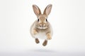 A rabbit jumping up into the air