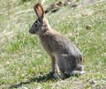 Rabbit in Kalajun Grassland