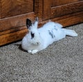 Rabbit laying on floor