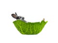 rabbit lies in a cabbage leaf isolated Royalty Free Stock Photo
