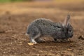 Rabbit light cute background fluffy small pet nature grey animal, from farm brown for little and summer field, grass