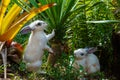 Rabbit , little rabbit eating leaf of Thailand.