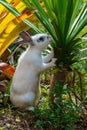 Rabbit ,little rabbit eating leaf of Thailand.