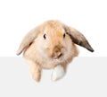 Rabbit looking over a signboard. Isolated on white background Royalty Free Stock Photo