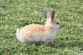 Rabbit Looking on Top of the Grass Royalty Free Stock Photo