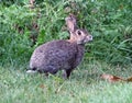 Rabbit looking wary in parkland