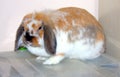 Rabbit pet Royalty Free Stock Photo