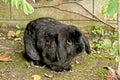 Rabbit lopped ear black Royalty Free Stock Photo