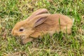 Rabbit is lying on grass Royalty Free Stock Photo