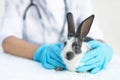 Rabbit on medical examination at veterinarian