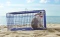 Rabbit in a metal cage