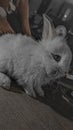 Rabbit Monochrome Epic Foto