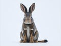 Rabbit , 4 months old, sitting against white background. Ai Generated