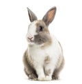 Rabbit , 4 months old, sitting against white background Royalty Free Stock Photo