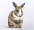 Rabbit , 4 months old, sitting against white background Royalty Free Stock Photo