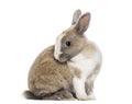 Rabbit , 4 months old, sitting against white background Royalty Free Stock Photo