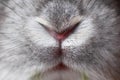 Rabbit mouth and nose Royalty Free Stock Photo