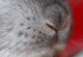 Rabbit mouth and nose Royalty Free Stock Photo