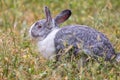 Rabbit with Myxomatosis. Periocular myxoma on the eyelids. Royalty Free Stock Photo